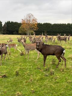 Four Seasons Lodge - Lichfield - 9