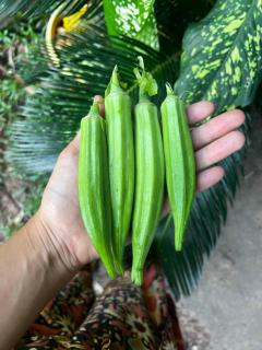 The Village Eco-Bungalows in Salvacion, Busuanga - 1