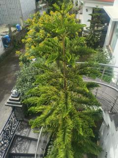 Jai Palace Kodaikanal - 5