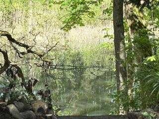 Bungalow im Wald am See - Biberspur - 8