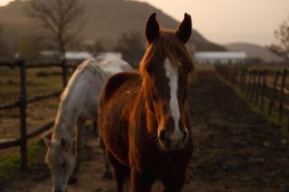 Kiketi Farm Hotels - 6