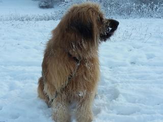 Rosenhof Broggingen - 6