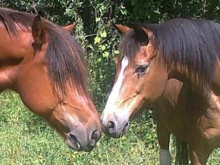 Rosenhof Broggingen - 2