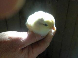 Rosenhof Broggingen - 3