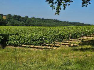 Maison au milieu des vignes - 8
