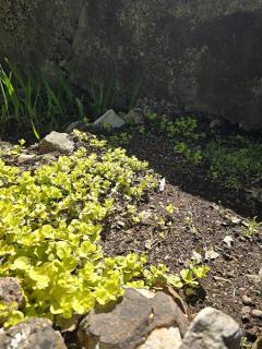 Cabin near Dogwood Canyon, Top of the Rock, Branson - 9