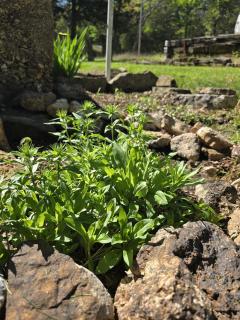 Cabin near Dogwood Canyon, Top of the Rock, Branson - 2