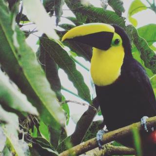 Lush riverside cloud forest home- walk to town - 5