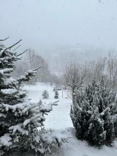 Green Yard Doftana - 7