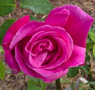 Unwind at new and beautiful Blue Wren Hill - 1