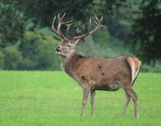 Ardachy Riverside Accessible One bedroom Holiday let - 5