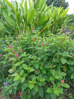 Hotel la montaña el trogon - 1