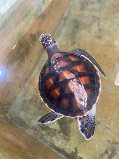 Villa Claudia Nimal's kitchen - 6