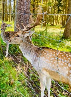 Panoramablick mit Premium-Wanderwegen vor der Haustür - 7