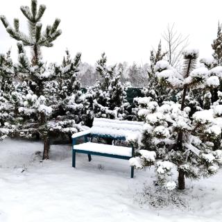 Jałowcowe Zacisze - 2