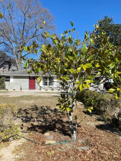 Blue Magnolia Oasis - 3