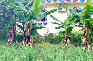 Garden view - Aswan - 8