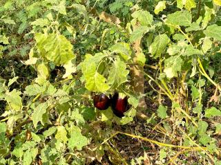 Garden view - Aswan - 7