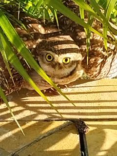 Chácara Acongegate Eloina - 1