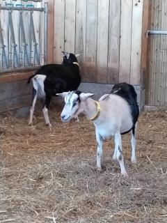 chambres d hotes Ysalice - 7