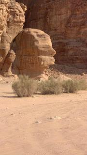 Rum Awaad luxury camp - 6