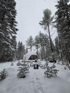 La Tortue des Bois - 6