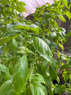 Hotel La Pérgola - 7