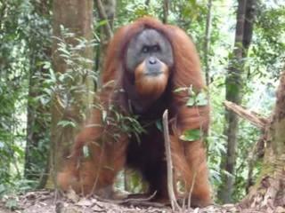 WOOD CABIN LODGE IN THE FOREST book here treking with us - 5