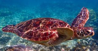 Ling Ling Homestay - 8