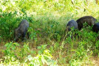 Borala Lake Weligama - 1