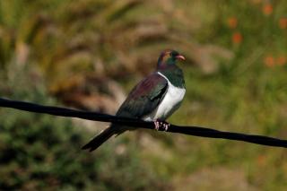 Pacific Paradise Apartment - 6