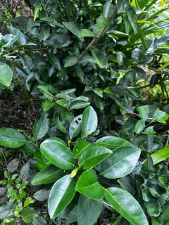 Kad Sala Homestay - 5