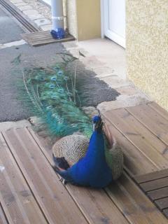 Chambre Rambouillet, Au Domaine du Cerf - 1