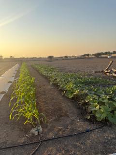 Farm house with all facilities in Al Dhaid , sharjah - 1