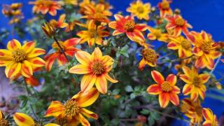 El patio azul Bohemio Mágico - 4