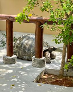 Tropical Hideaway - 9