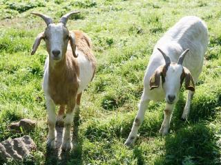 Rinkenbachhof Modern retreat - Rinkenbach - 6