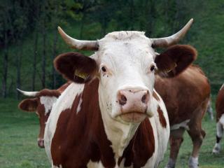 Rinkenbachhof Modern retreat - Rinkenbach - 7