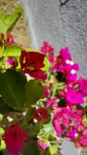 kaz frangipanier - 2