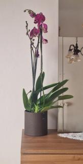 Sleep over at Ana's - 2