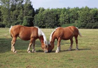 ZEcamping 4 familial animaux acceptés avec piscine et soirées animées - 5