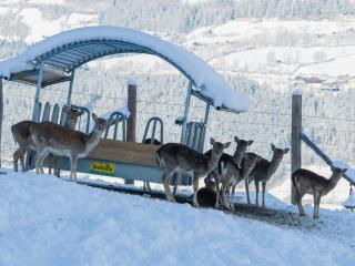 Apartment Wildblick - 7