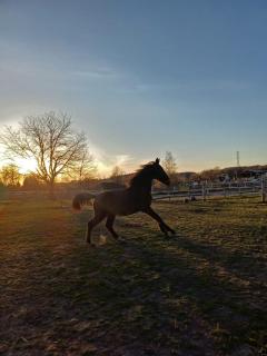 Agroturystyka Przy Stajni - 5