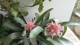 Finca Paradise en Mesitas piscina diversión y naturaleza a solo 2 horas de Bogotá - 6