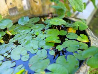 Sona Palace Guest House - 7