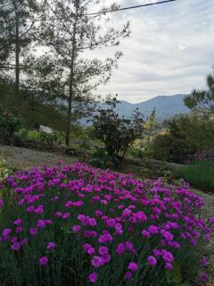 Gazingstars Cottages Agridia - 1