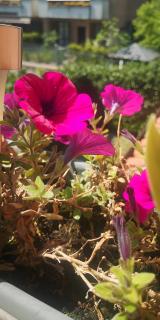 Appartamento Rita - 6