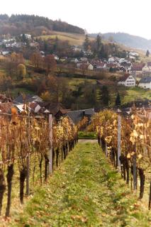 Landhotel Traube - 9