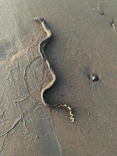 Cabaña Río Mecana - 1