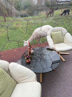 Acorn Glade Glamping York - York - 2